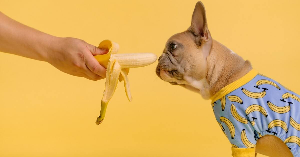 Can Dogs Eat Bananas?